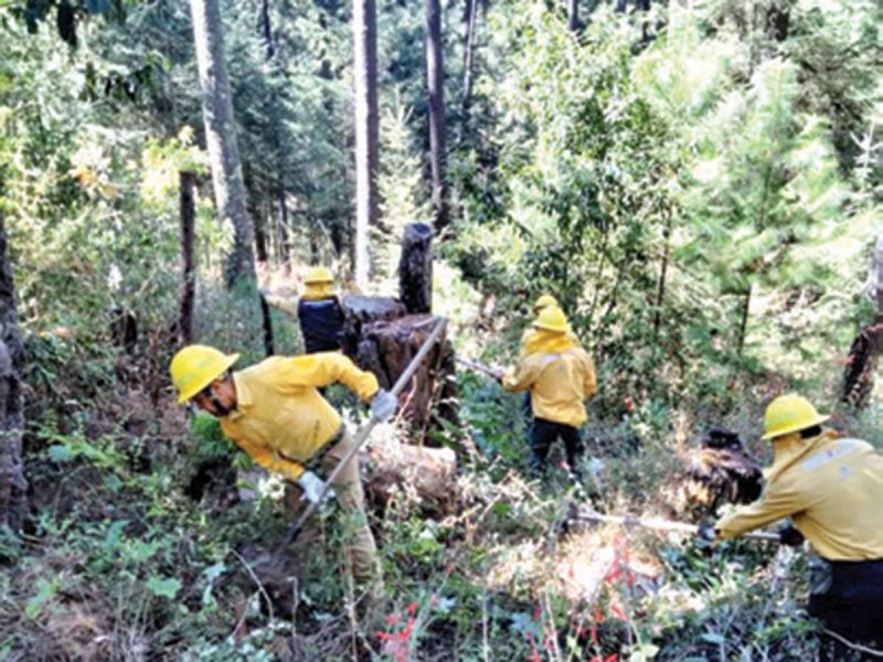 Incendios dan respiro a bosques mexicanos; 86% menos superficie afectada respecto a 2021 thumbnail