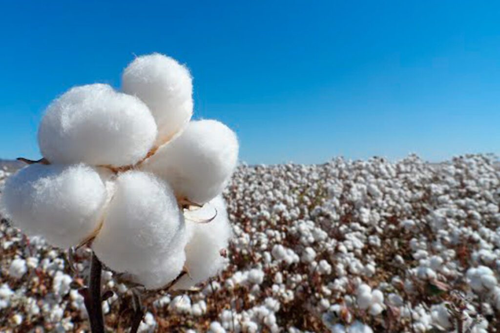 80% del algodón en México se producirá en Chihuahua thumbnail