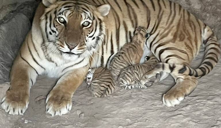 ¡Qué belleza! Nacen tres tigres de bengala en el Zoológico de Chihuahua