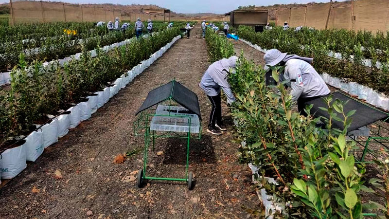 Promueven México y Costa Rica una agricultura sustentable y adaptable a efectos del cambio climático thumbnail
