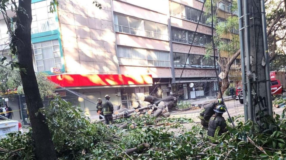Reporte vial en la CDMX cierran 3 calles en la colonia Nápoles por la caída de un árbol thumbnail