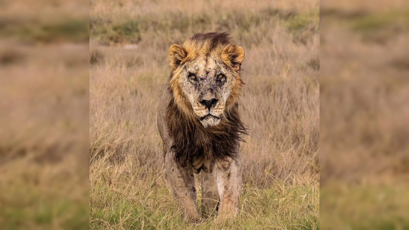 En Kenia, matan a león en libertad más longevo de África thumbnail