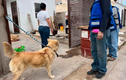 Inicia Municipio acciones para prevenir la rickettsia thumbnail