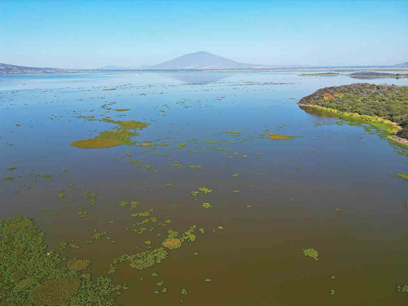 Parásito vegetal devora la Laguna de Yuriria thumbnail