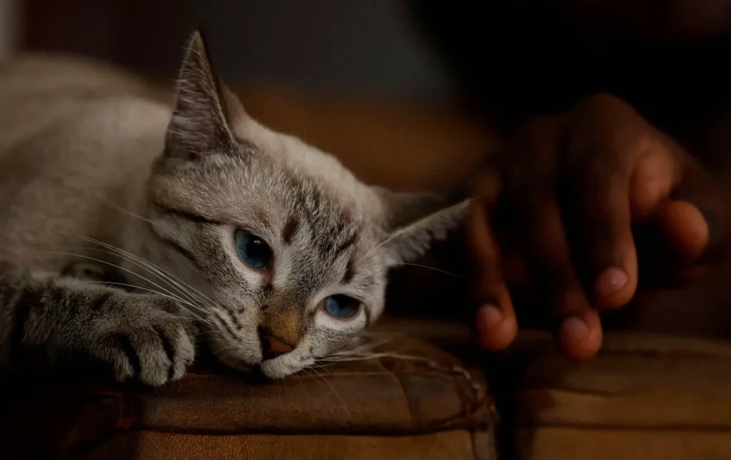gato-kAuqYrWbC thumbnail