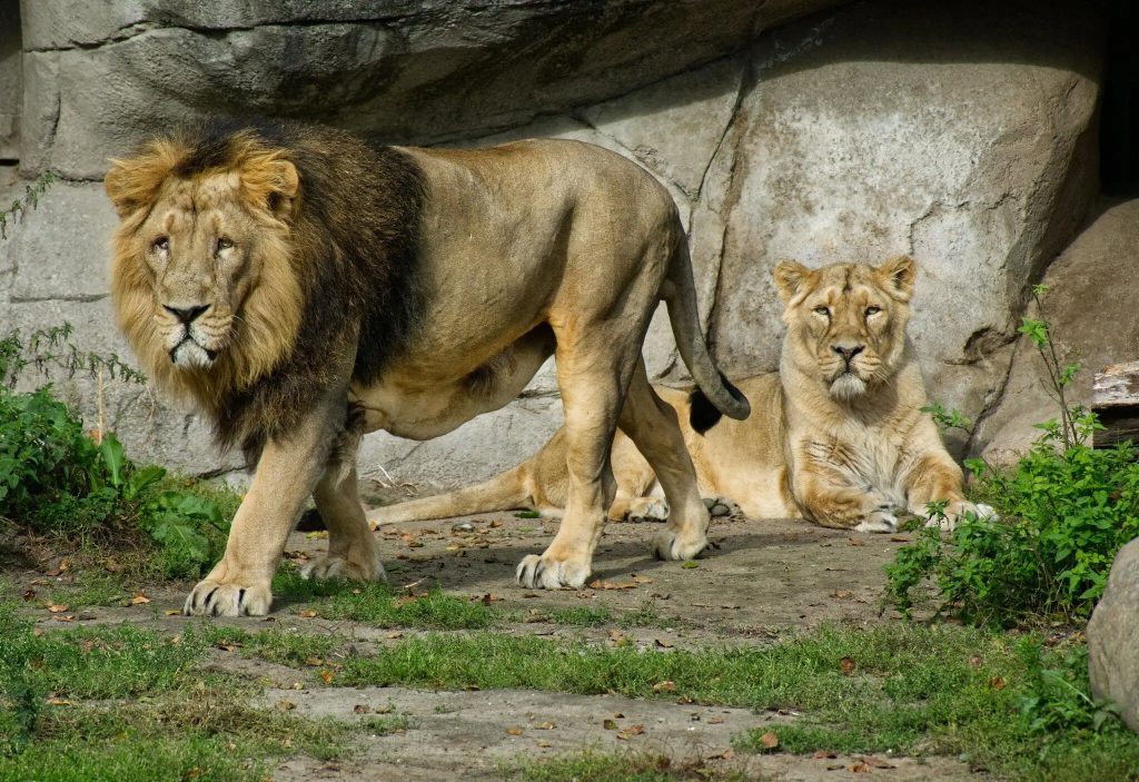 04hs-denmarkzoo-qckg-superjumbo-MQAhecyPg thumbnail