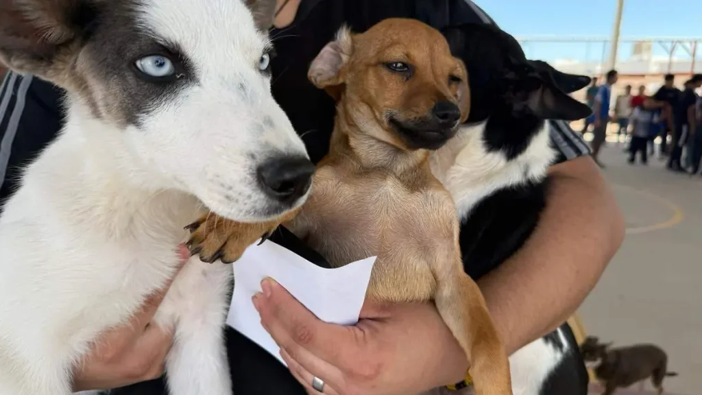 Más de 700 mascotas fueron esterilizadas en jornada masiva en Juárez thumbnail